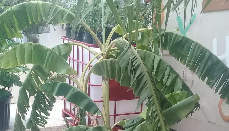Appartamento Aruba Backpackers Oranjestad Esterno foto